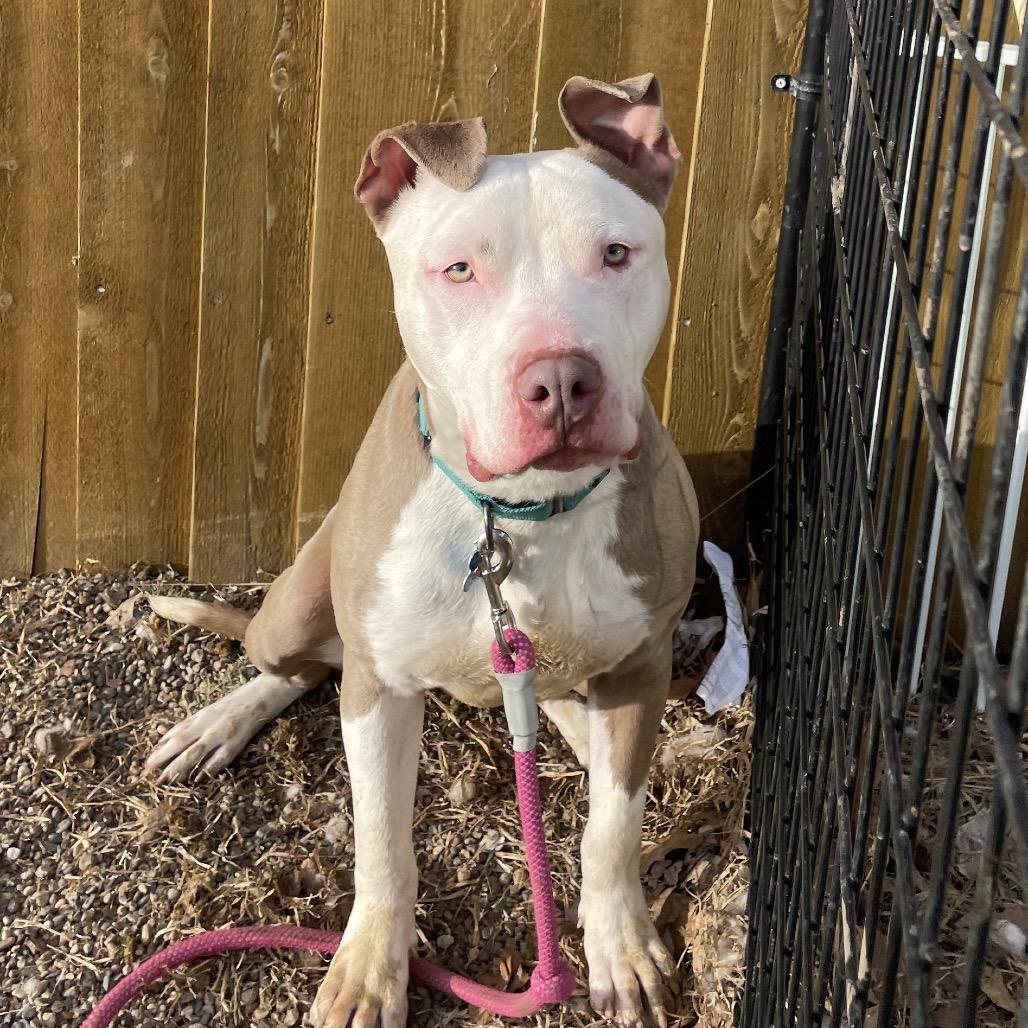 Enlarge Atlas, a Adoptable Terrier in West Des Moines, IA image 1/6