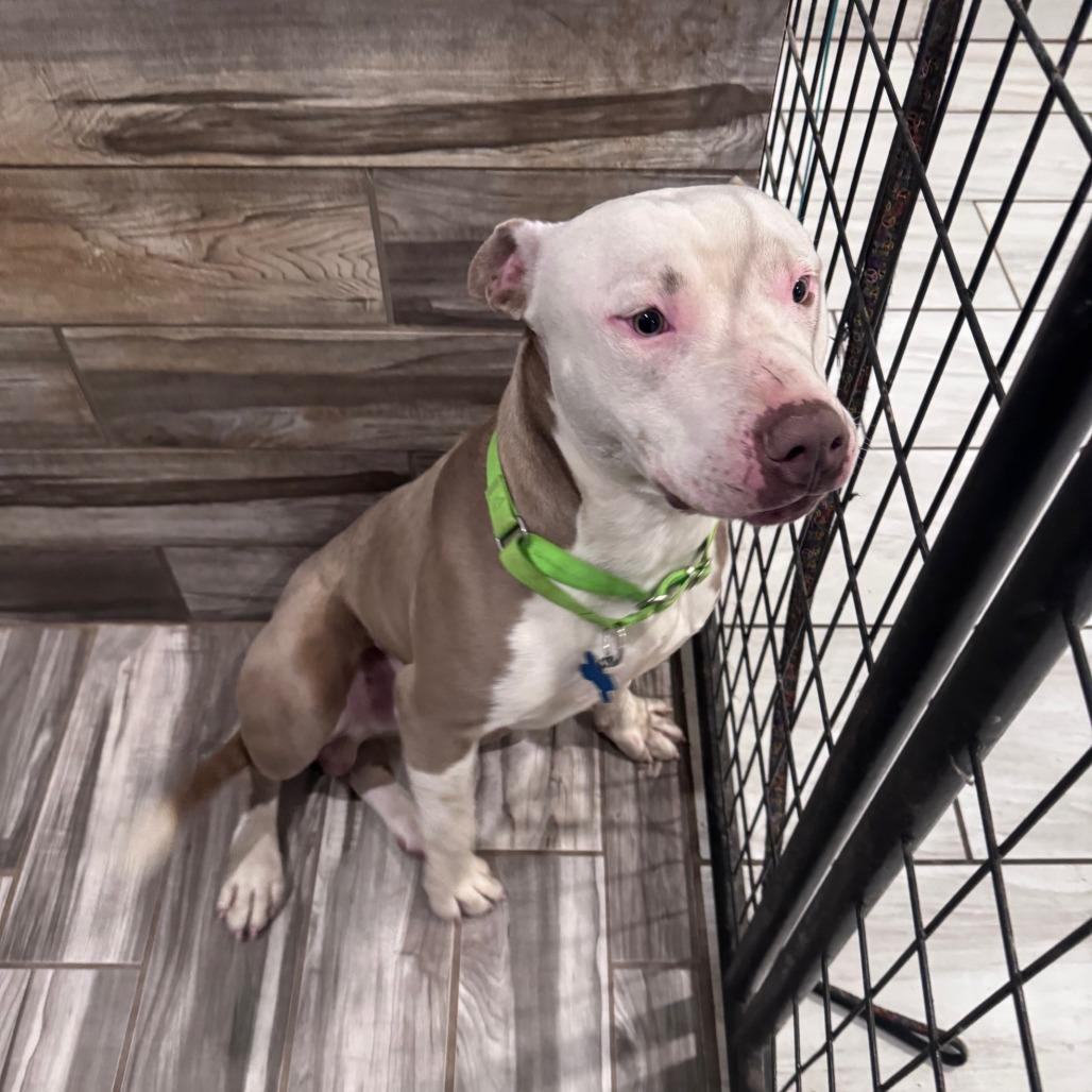 Enlarge Atlas, a Adoptable Terrier in West Des Moines, IA image 2/6