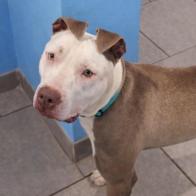 Enlarge Atlas, a Adoptable Terrier in West Des Moines, IA image 3/6