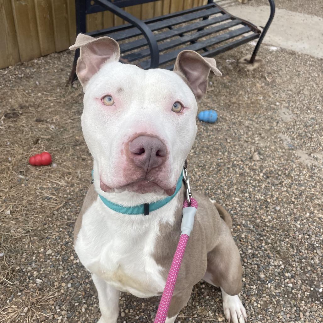 Enlarge Atlas, a Adoptable Terrier in West Des Moines, IA image 4/6