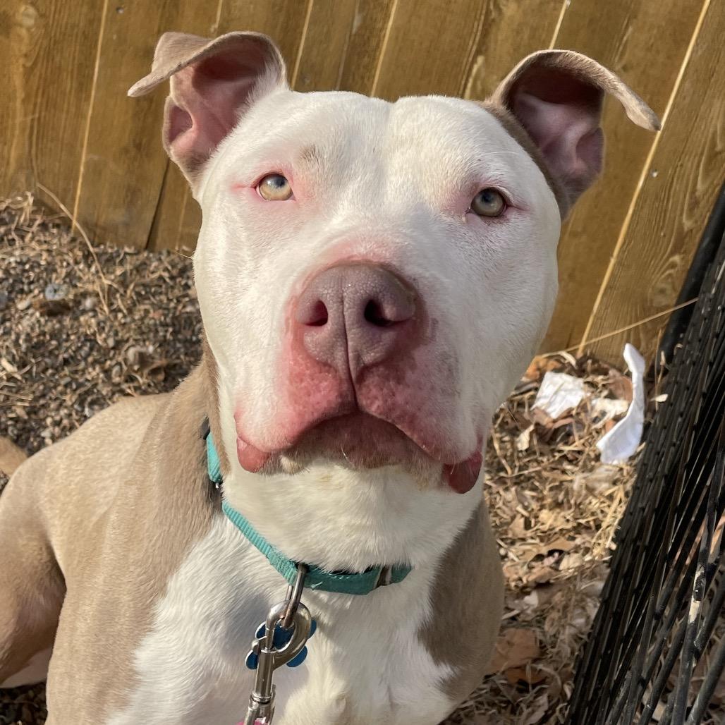 Enlarge Atlas, a Adoptable Terrier in West Des Moines, IA image 5/6