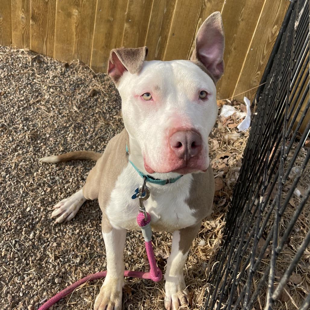 Enlarge Atlas, a Adoptable Terrier in West Des Moines, IA image 6/6