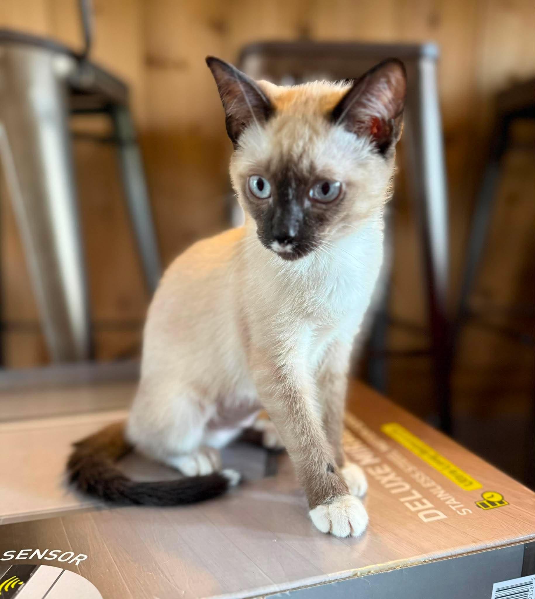 Emerson, an adopted Siamese in Marion, IN image 2/3