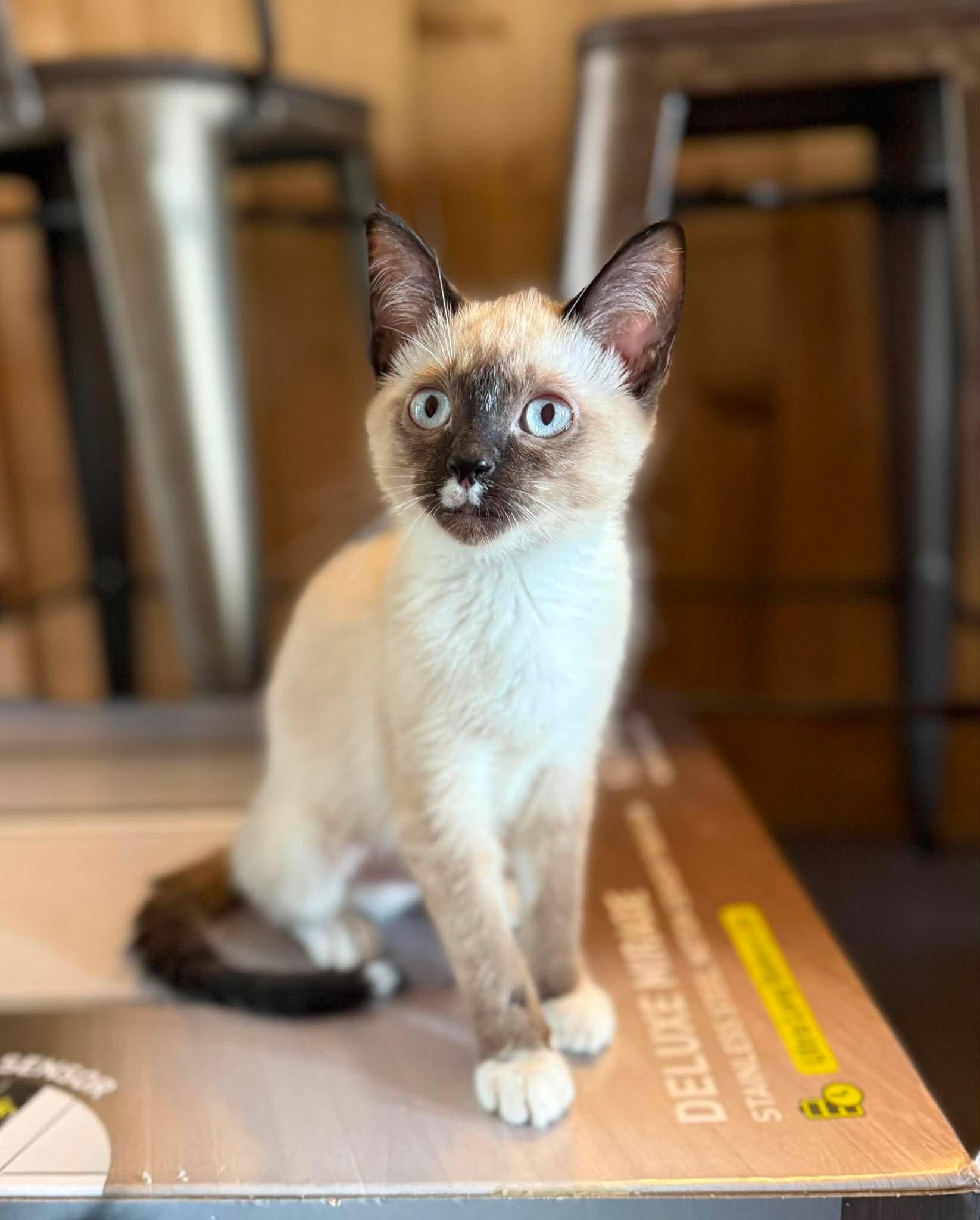 Emerson, an adopted Siamese in Marion, IN image 1/3