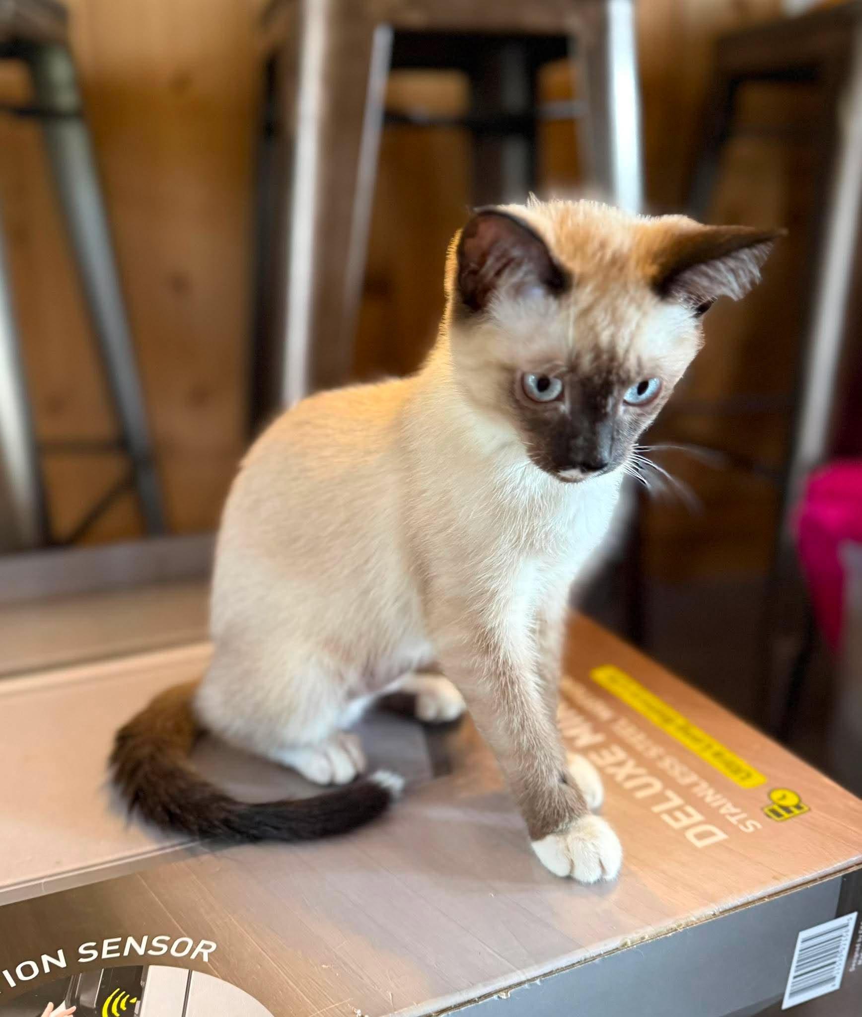 Emerson, an adopted Siamese in Marion, IN image 3/3