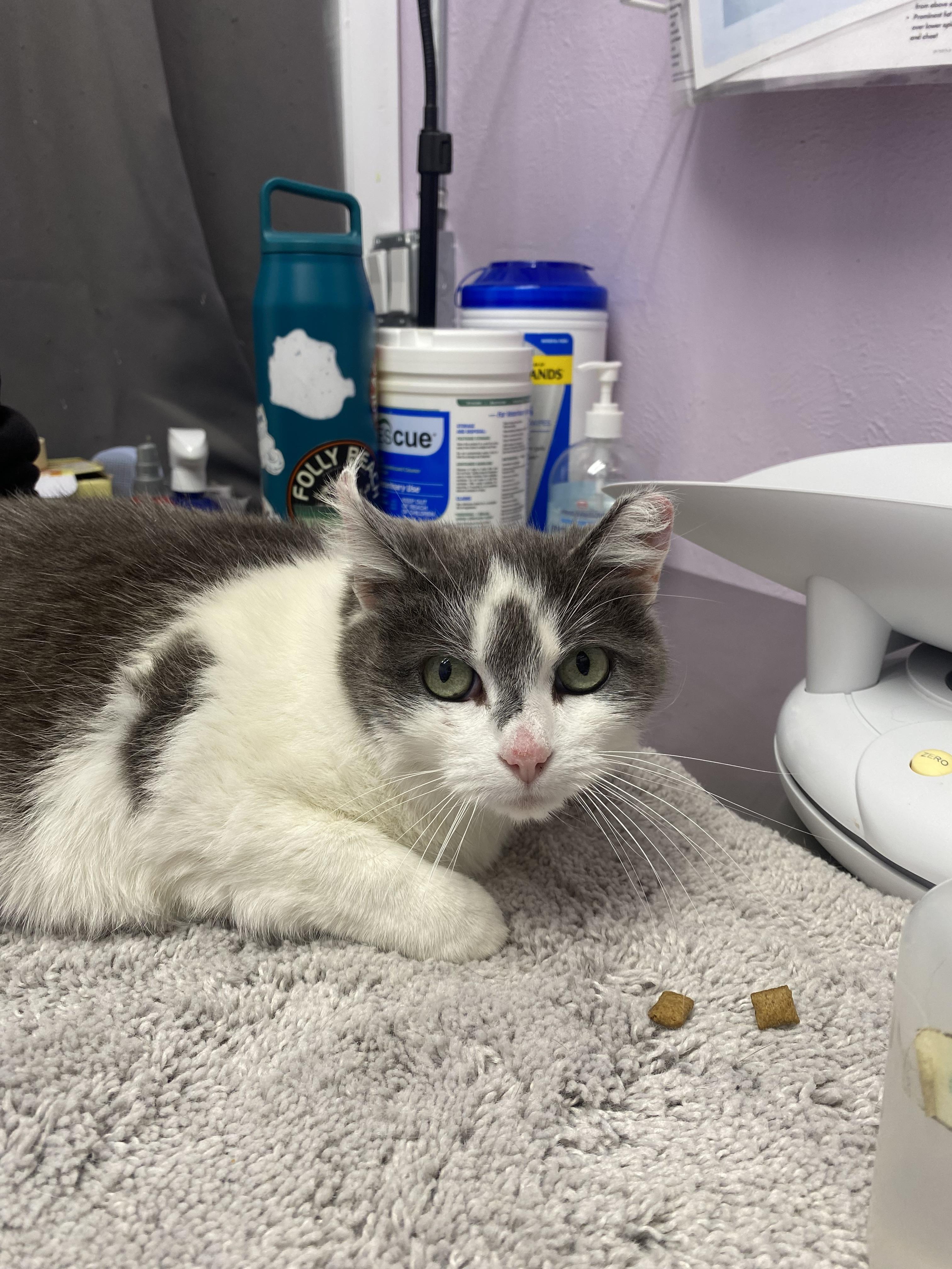 Muffin, Adoptable, Adult Female Domestic Short Hair.