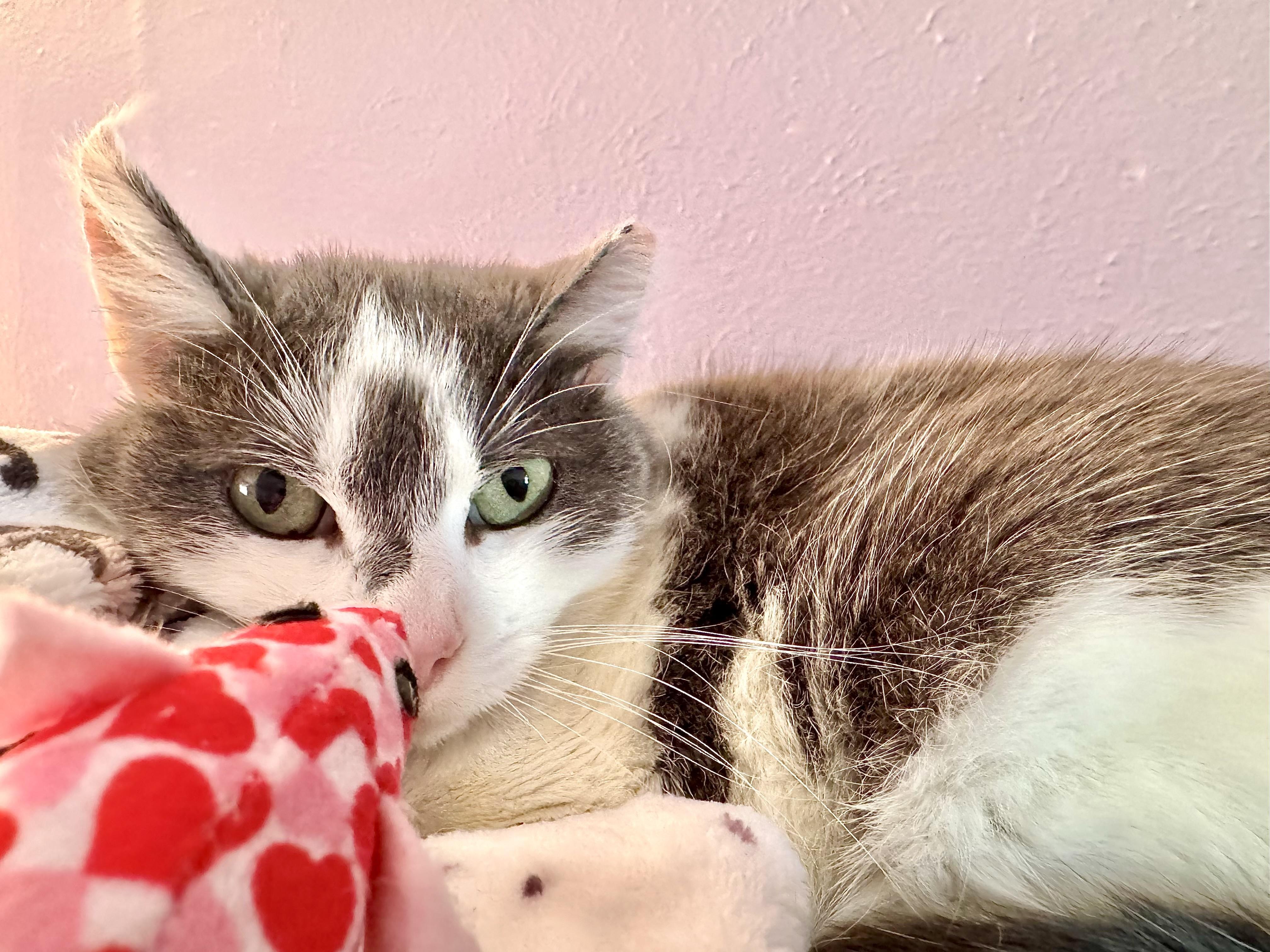 Enlarge Muffin, a Adoptable mixed breed in Lakewood, CO image 1/1