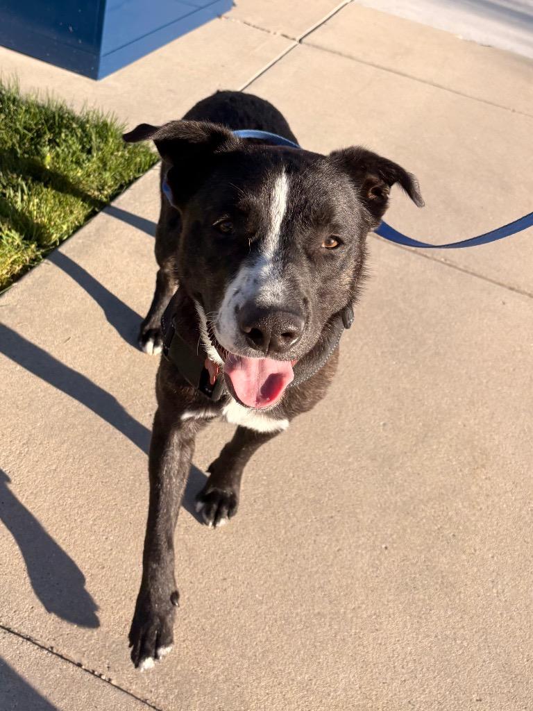 Enlarge David, a Adoptable mixed breed in Heber City, UT image 1/1