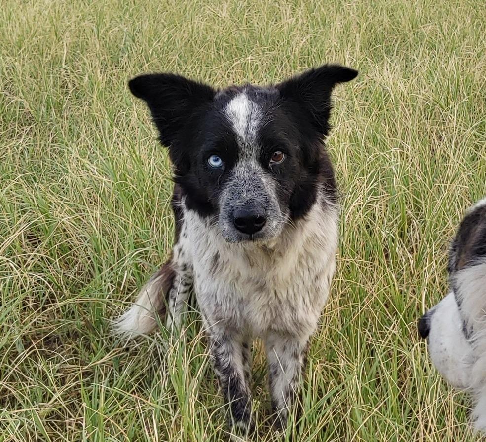 Doc, Adoptable, Adult Male Border Collie.
