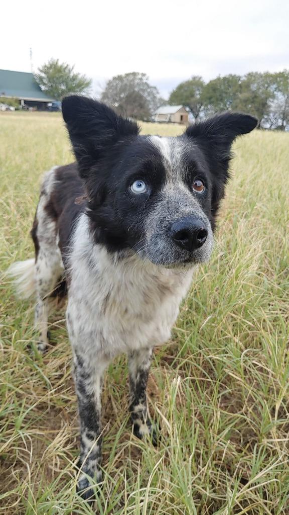 Doc, a Adoptable Border Collie in The Woodlands, TX image 1/6