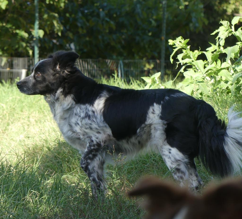 Doc, a Adoptable Border Collie in The Woodlands, TX image 2/6