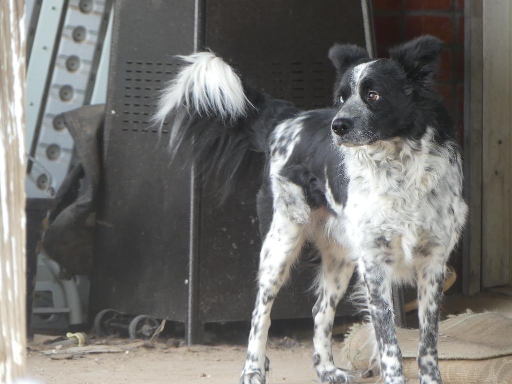 Doc, a Adoptable Border Collie in The Woodlands, TX image 3/6