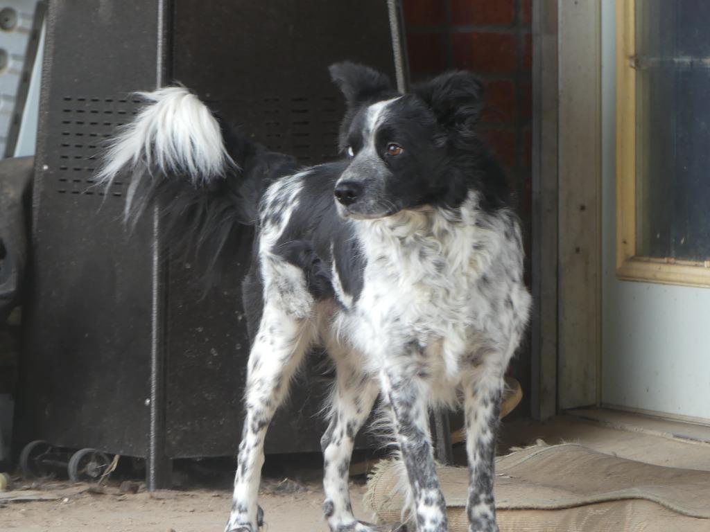 Enlarge Doc, a Adoptable Border Collie in The Woodlands, TX image 3/6