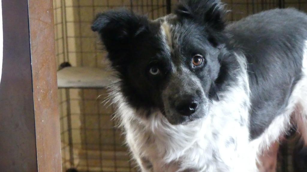 Doc, a Adoptable Border Collie in The Woodlands, TX image 6/6