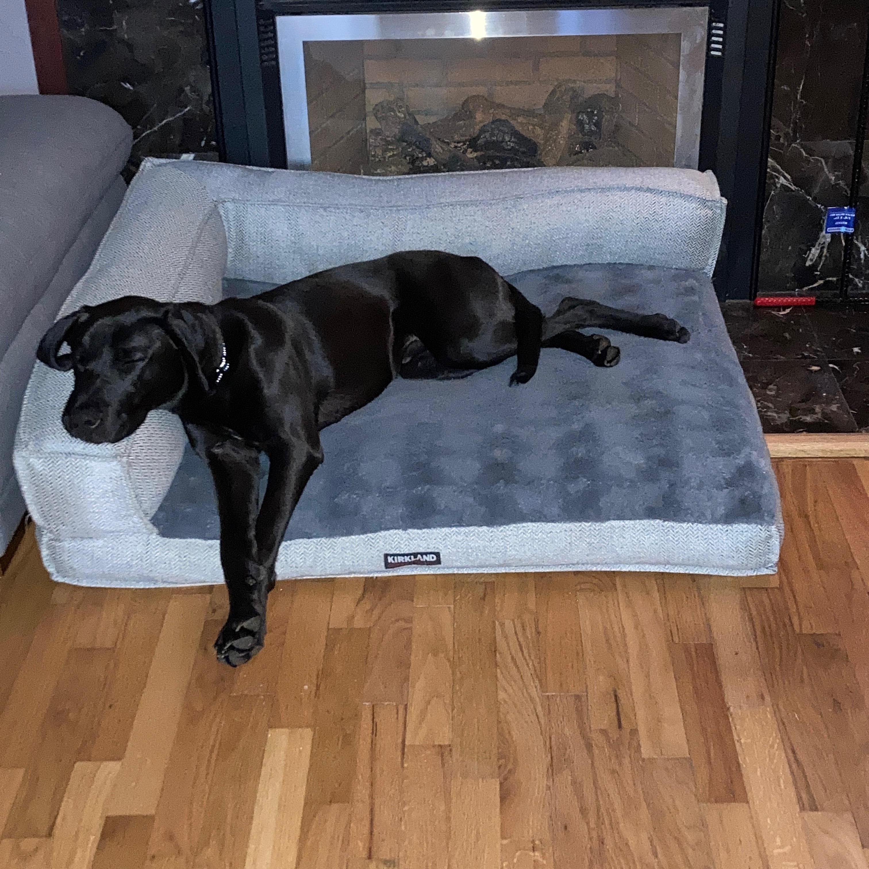 Buddy, a Adoptable mixed breed in Olympia, WA image 5/6