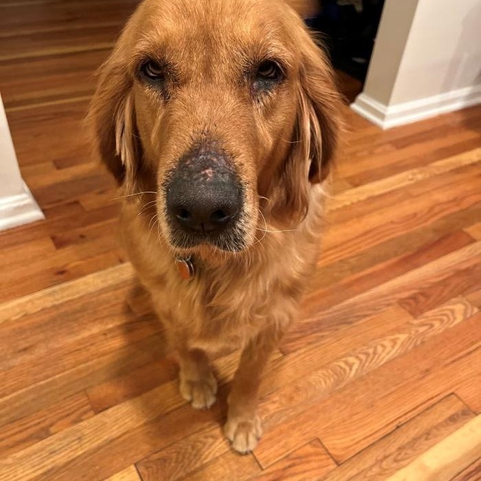 Enlarge Chloe, a Adoptable Golden Retriever in Bath, OH image 3/5