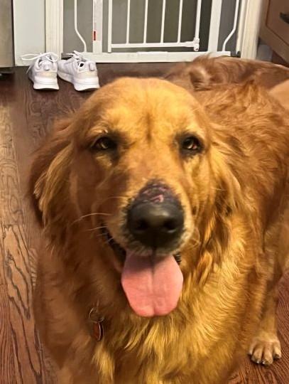 Chloe, Adoptable, Adult Female Golden Retriever.