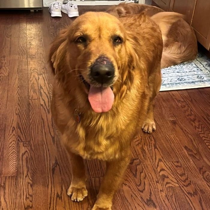 Enlarge Chloe, a Adoptable Golden Retriever in Bath, OH image 5/5