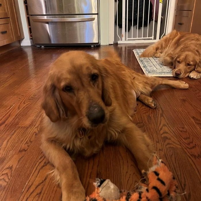 Enlarge Chloe, a Adoptable Golden Retriever in Bath, OH image 2/5