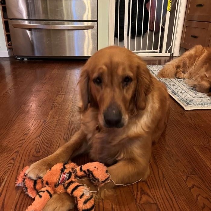 Chloe, adopted, Adult Female Golden Retriever.