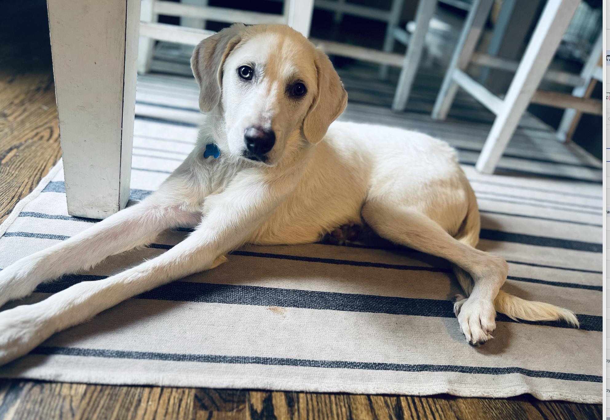Buddy