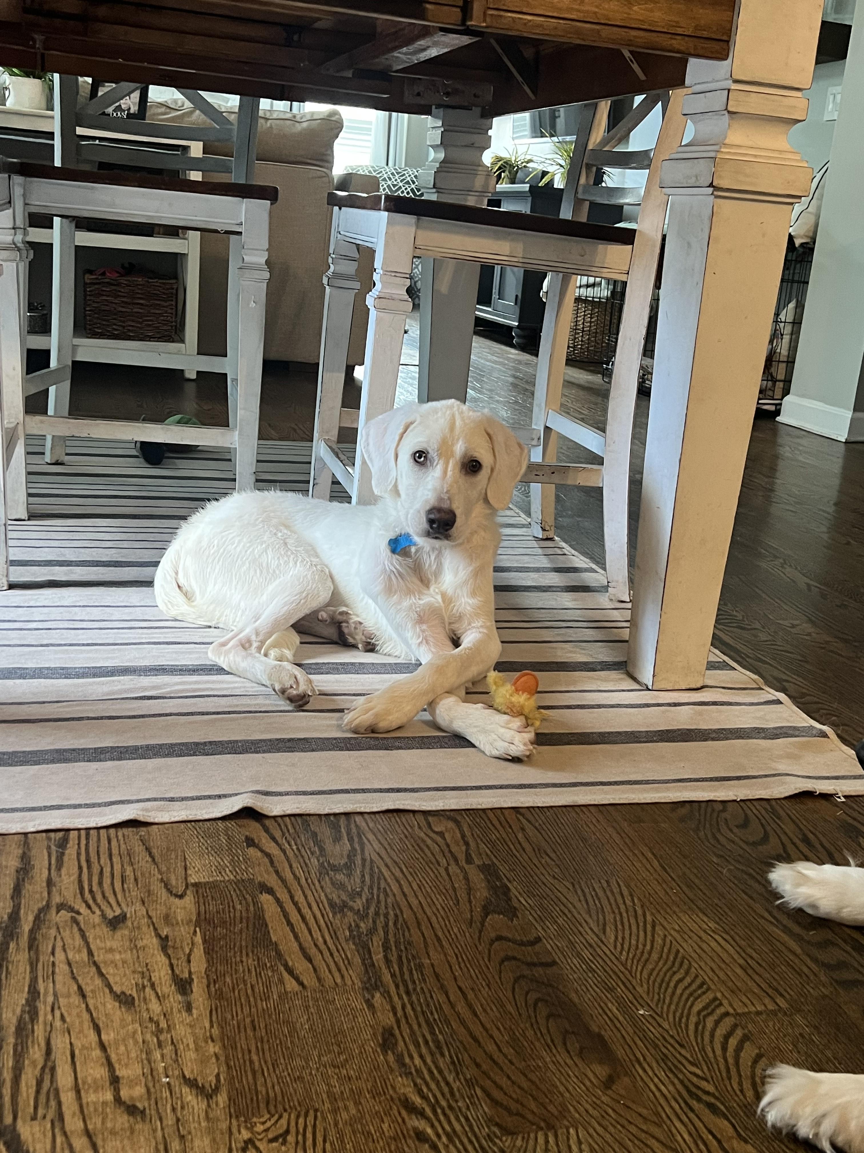 Buddy