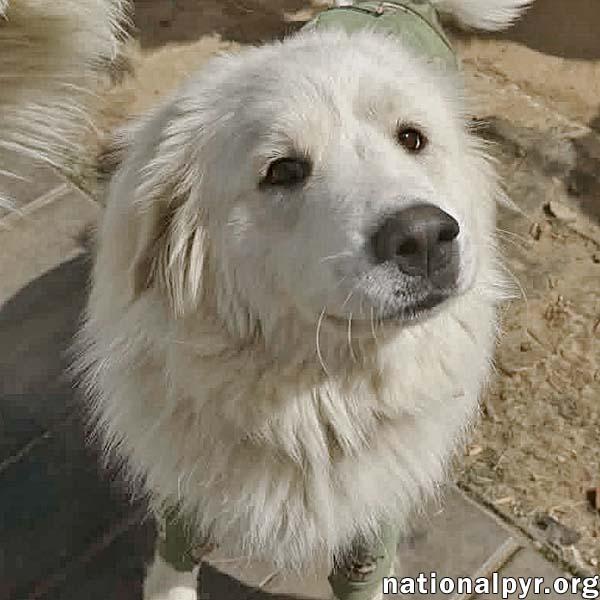 Fern in TN - The CEO of Snuggles!, adopted, Young Female Great Pyrenees.