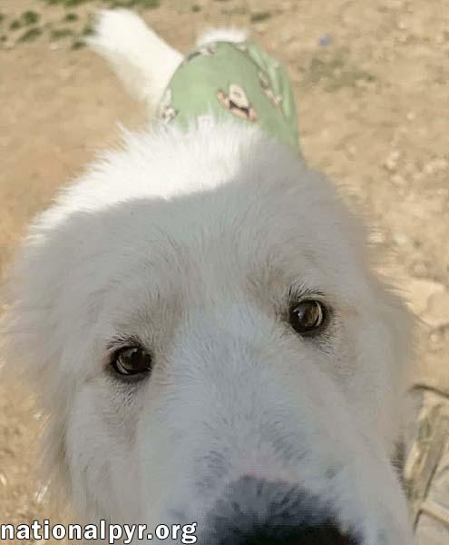 Enlarge Fern in TN - The CEO of Snuggles!, an adopted Great Pyrenees in Jackson, TN image 3/4