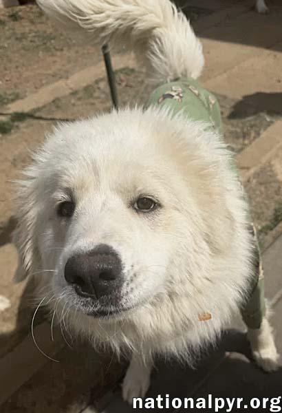 Enlarge Fern in TN - The CEO of Snuggles!, an adopted Great Pyrenees in Jackson, TN image 2/4