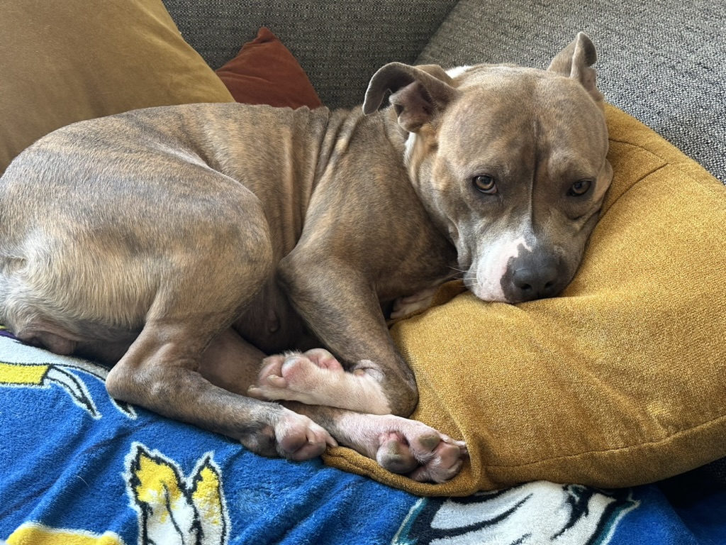 Chilli, a Adoptable mixed breed in Los Angeles, CA image 1/3