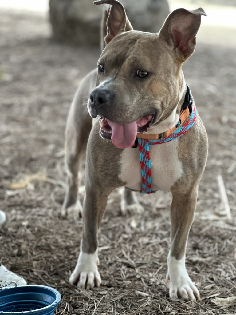Chilli, a Adoptable mixed breed in Los Angeles, CA image 2/3