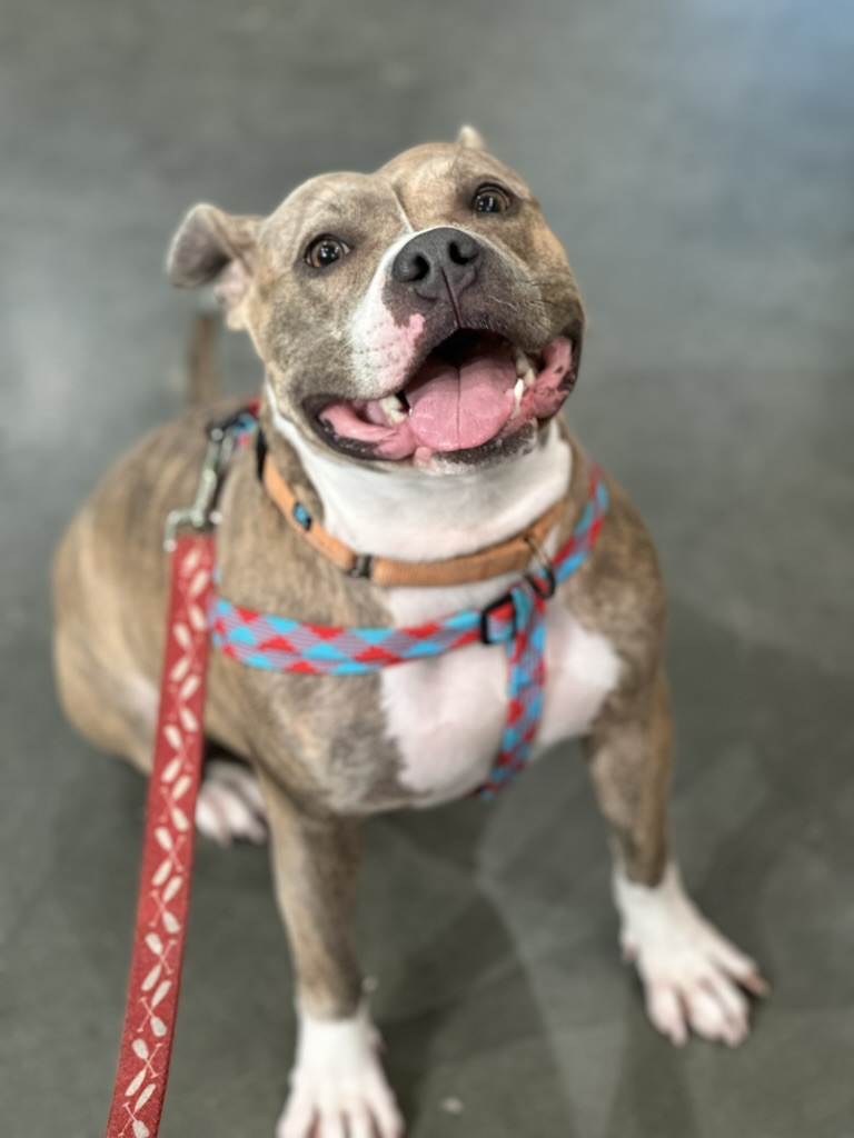 Chilli, a Adoptable mixed breed in Los Angeles, CA image 3/3