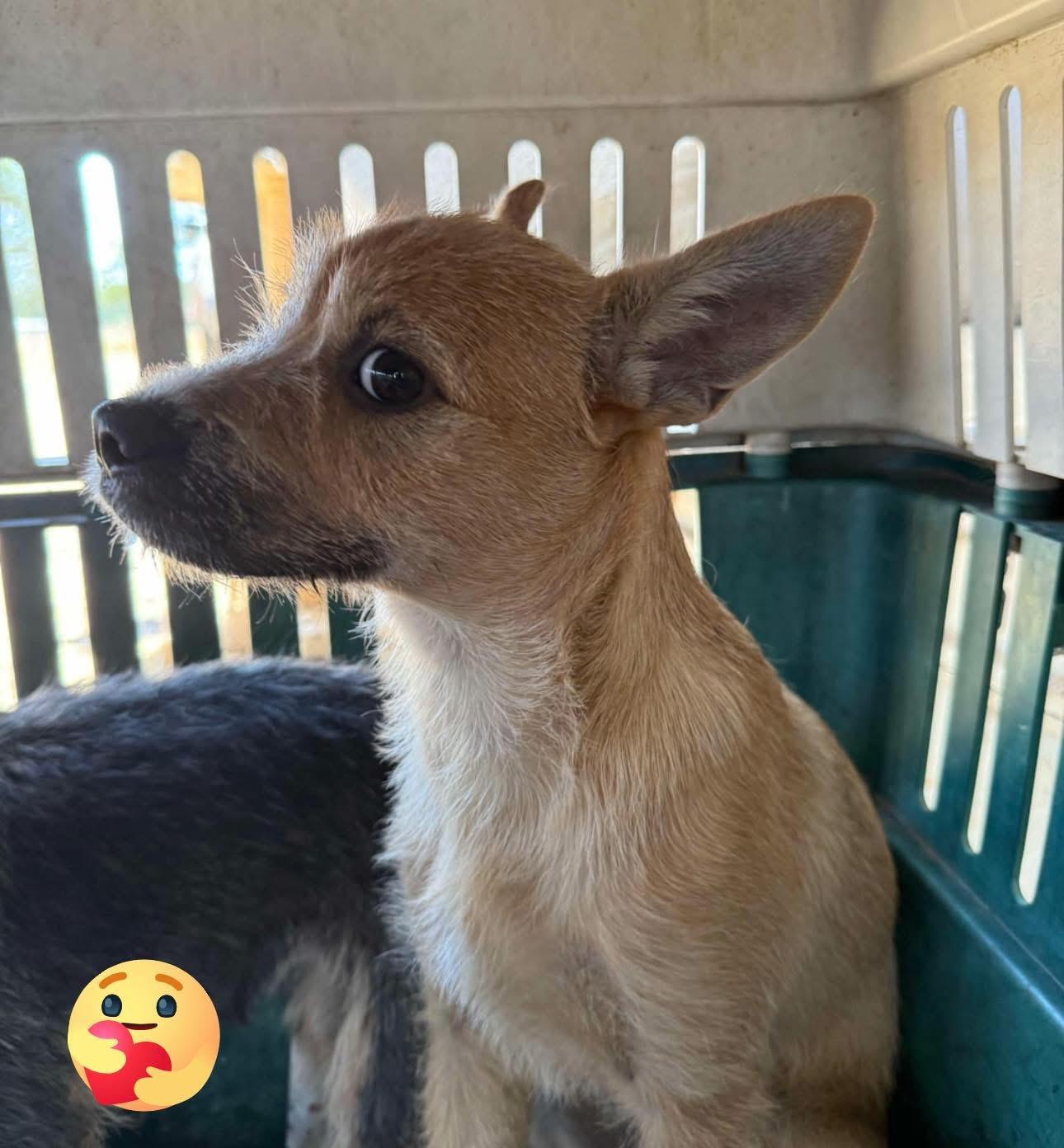 Nilla, Young Female unknown
