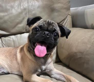 Rocko, Adoptable, Young Male Pug & Puggle.