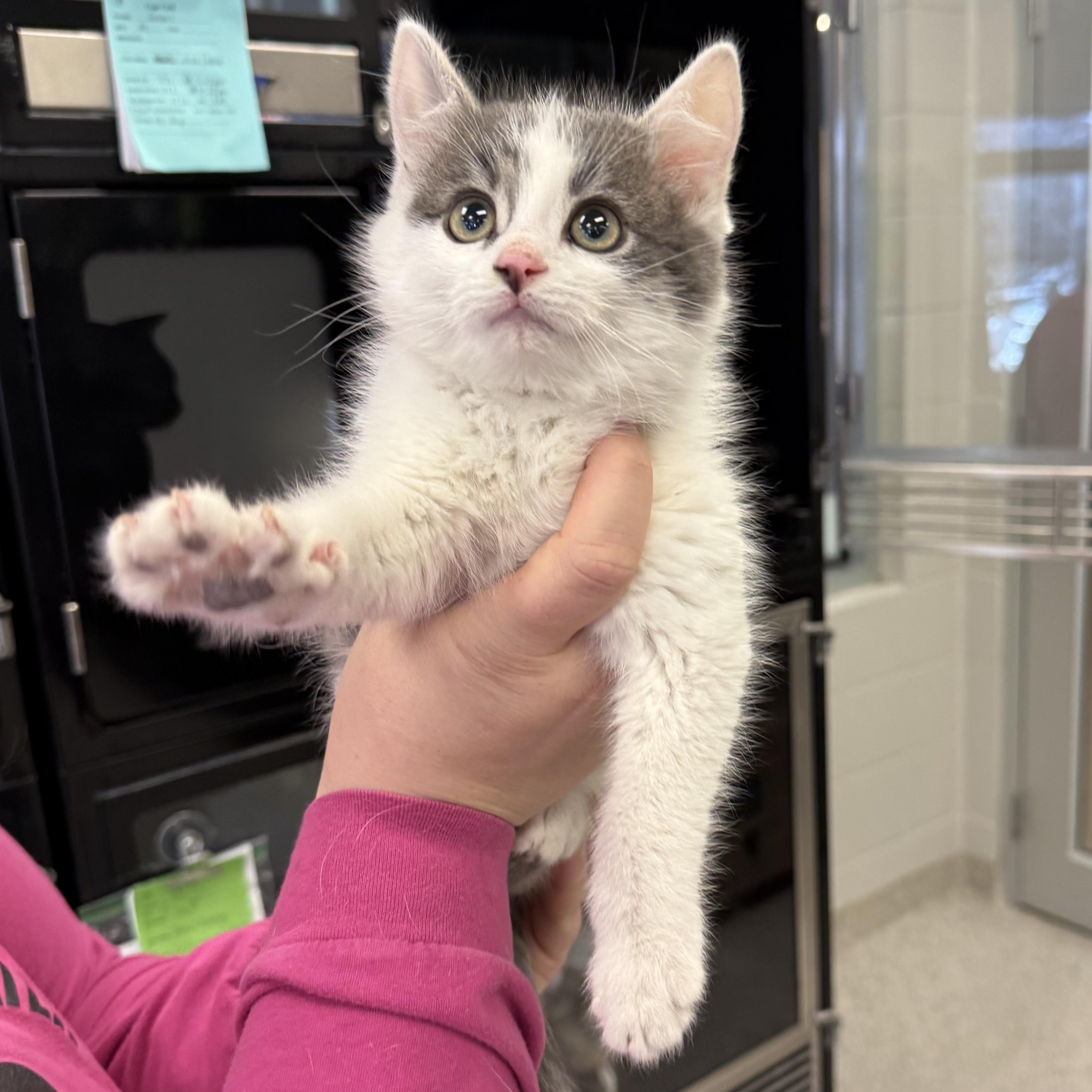Jasper, ADOPTABLE, Kitten Male Domestic Short Hair.