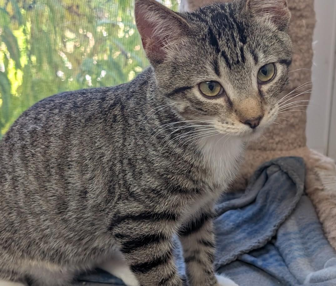 Enlarge TONY, a Adoptable Domestic Short Hair in Carthage, IL image 6/6