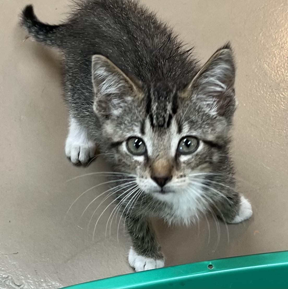 TONY, a Adoptable Domestic Short Hair in Carthage, IL image 2/3