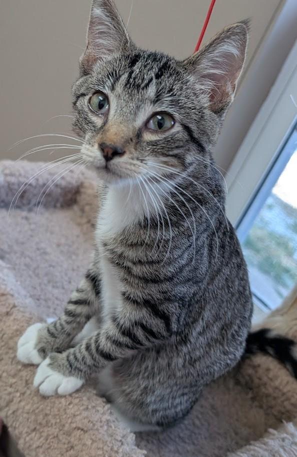 Enlarge TONY, a Adoptable Domestic Short Hair in Carthage, IL image 4/6