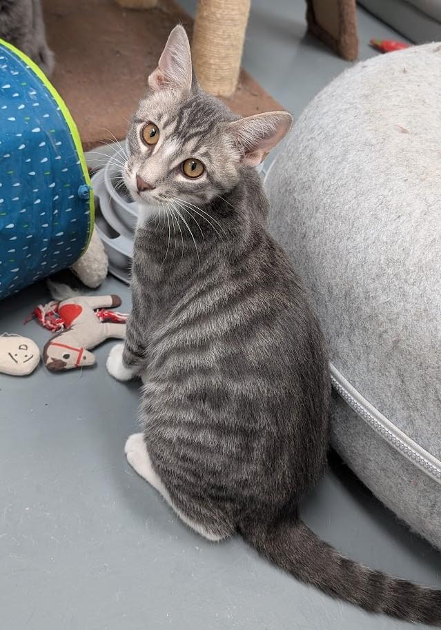 Enlarge TONY, a Adoptable Domestic Short Hair in Carthage, IL image 3/6