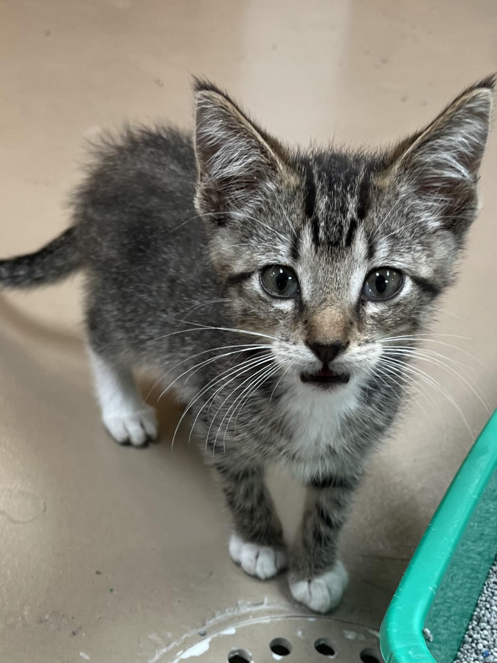 TONY, a Adoptable Domestic Short Hair in Carthage, IL image 1/3