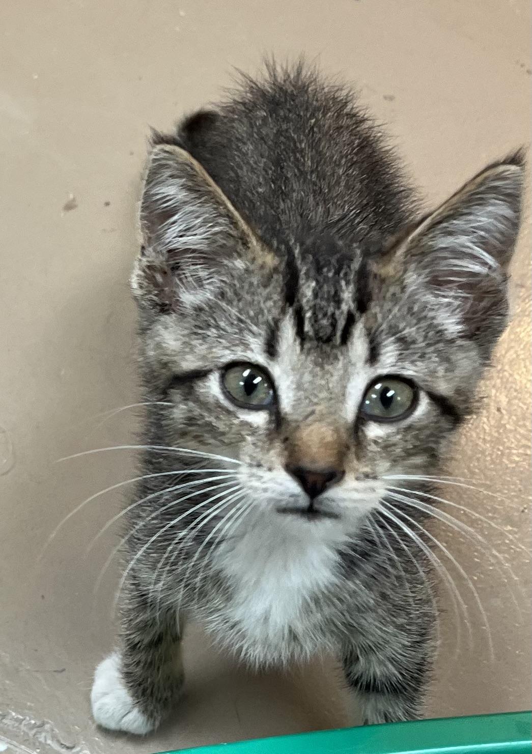 TONY, a Adoptable Domestic Short Hair in Carthage, IL image 3/3