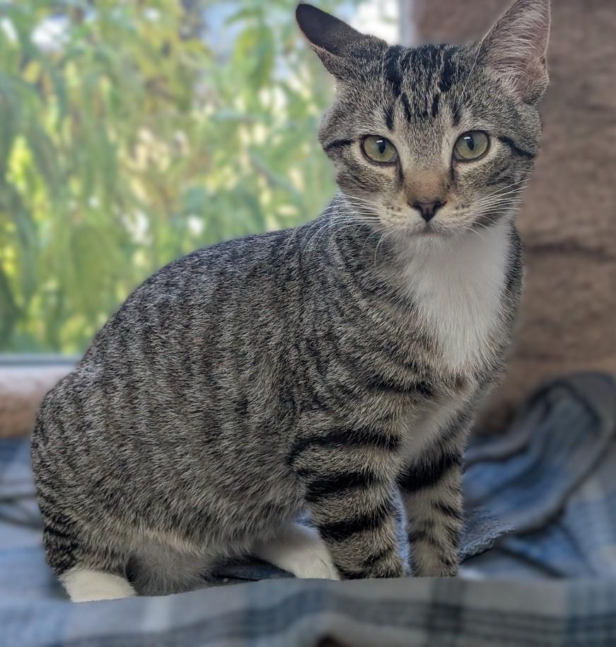 Enlarge TONY, a Adoptable Domestic Short Hair in Carthage, IL image 5/6
