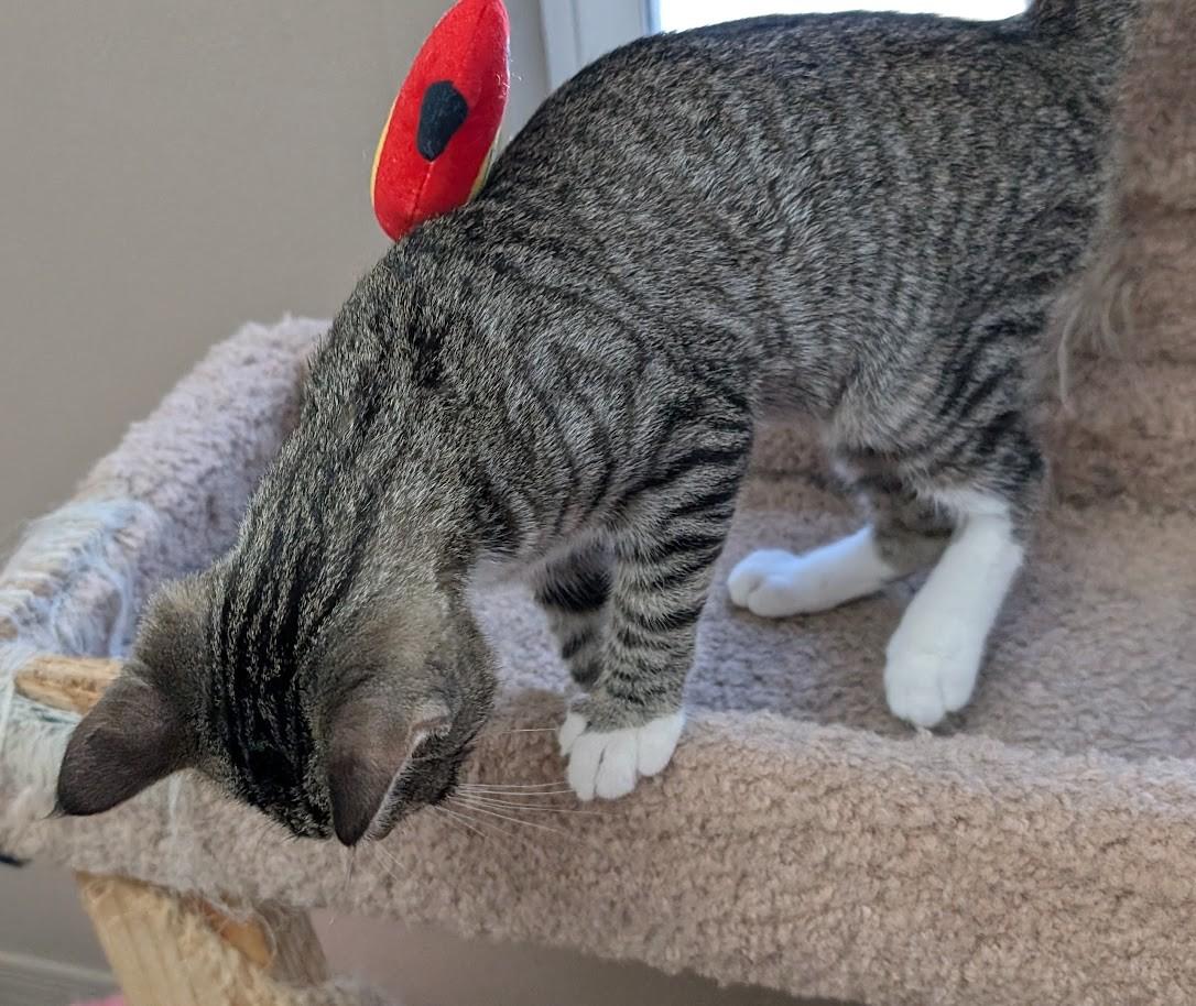 Enlarge TONY, a Adoptable Domestic Short Hair in Carthage, IL image 5/6