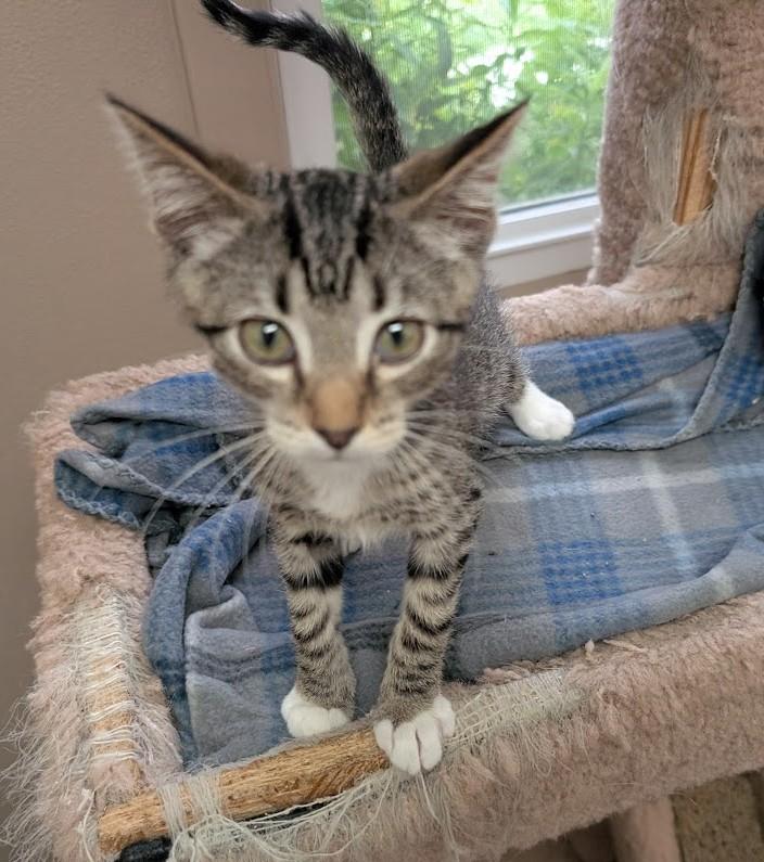 Enlarge TONY, a Adoptable Domestic Short Hair in Carthage, IL image 4/6
