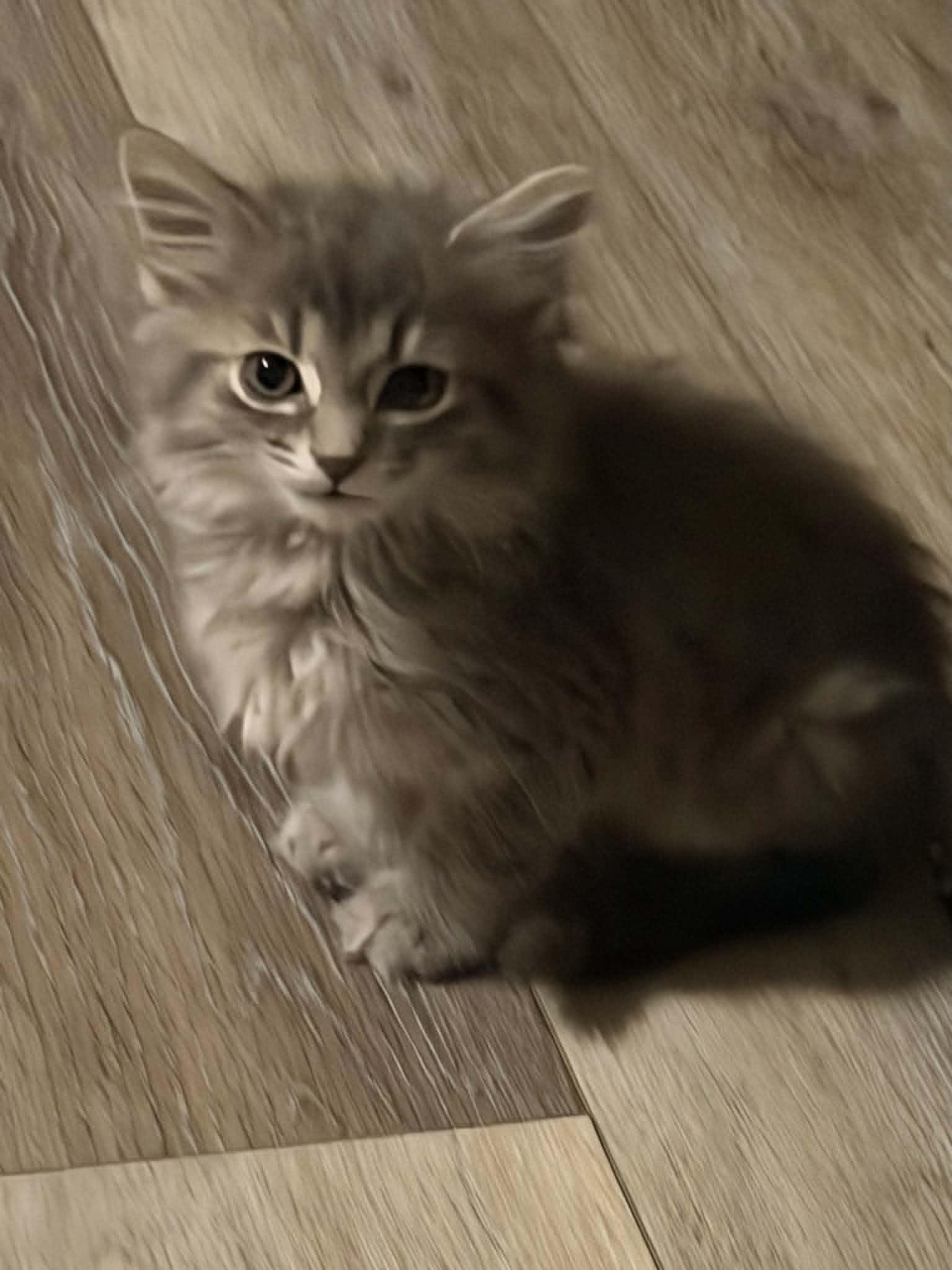 Rhombus, adopted, Kitten Male Domestic Long Hair.