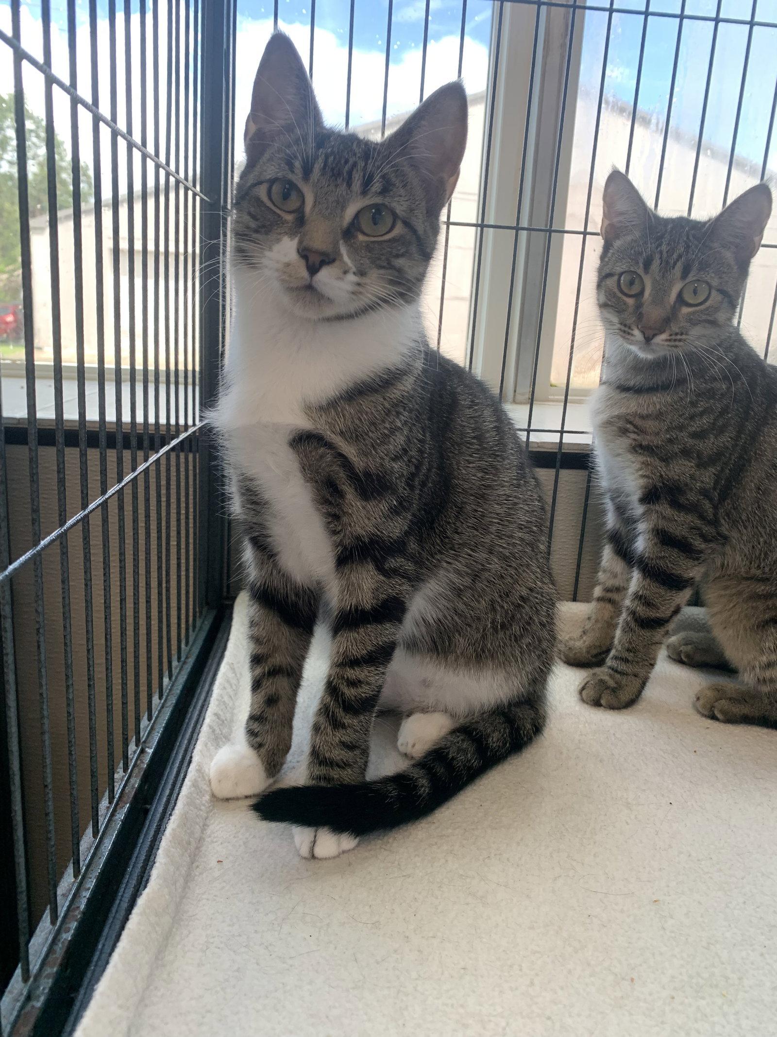 Pepperoni, Adoptable, Kitten Male Domestic Short Hair.