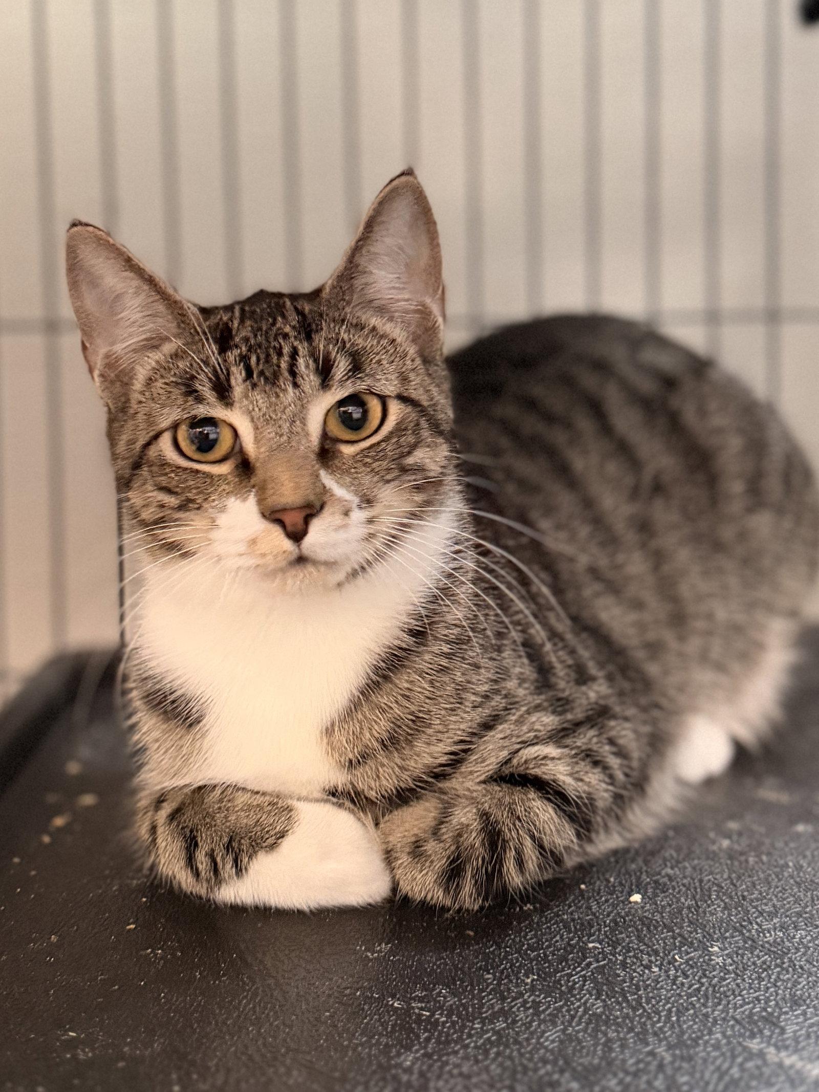 Enlarge Pepperoni, a Adoptable Domestic Short Hair in Sanford, FL image 2/2