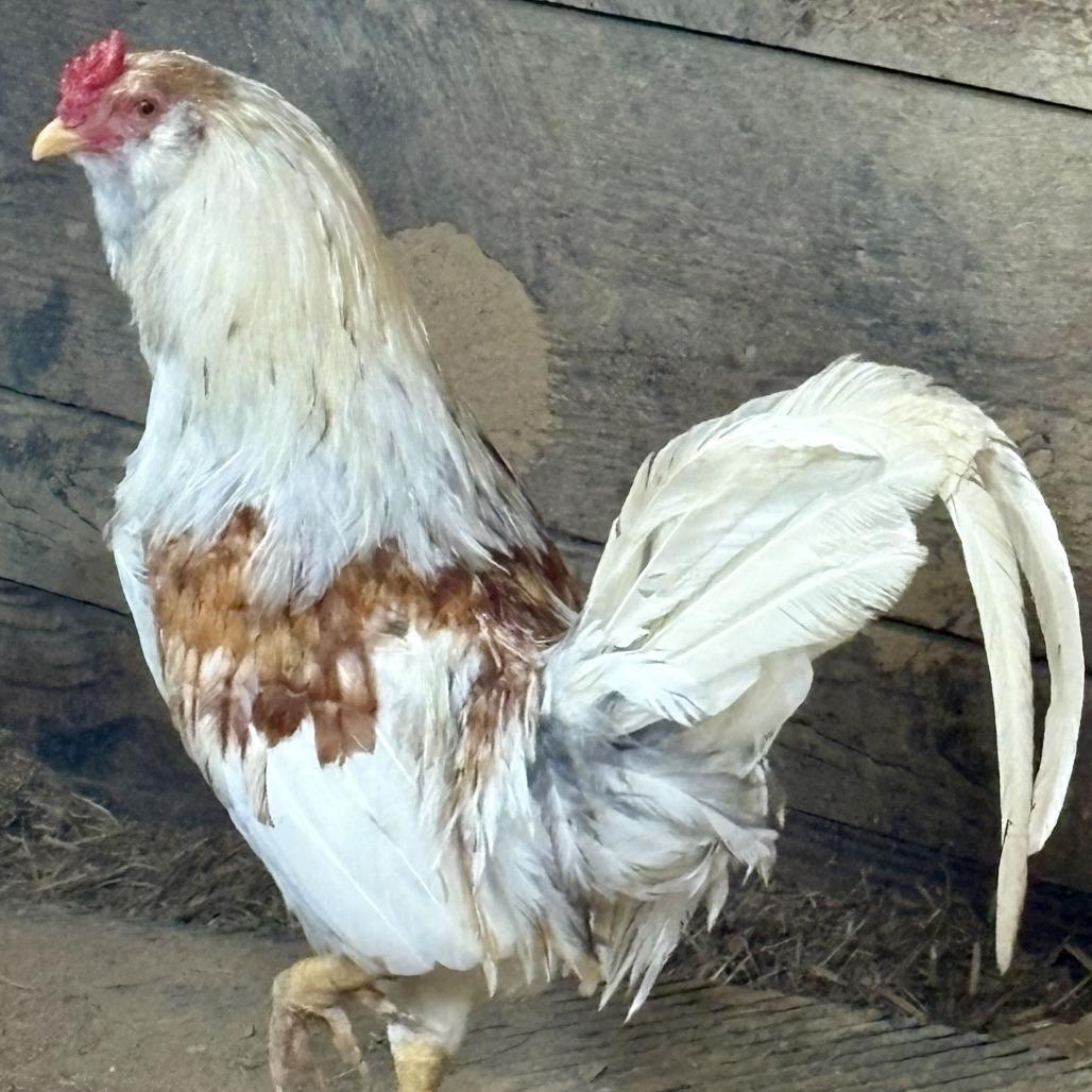 Cowboy, Adoptable, Young Male Chicken.