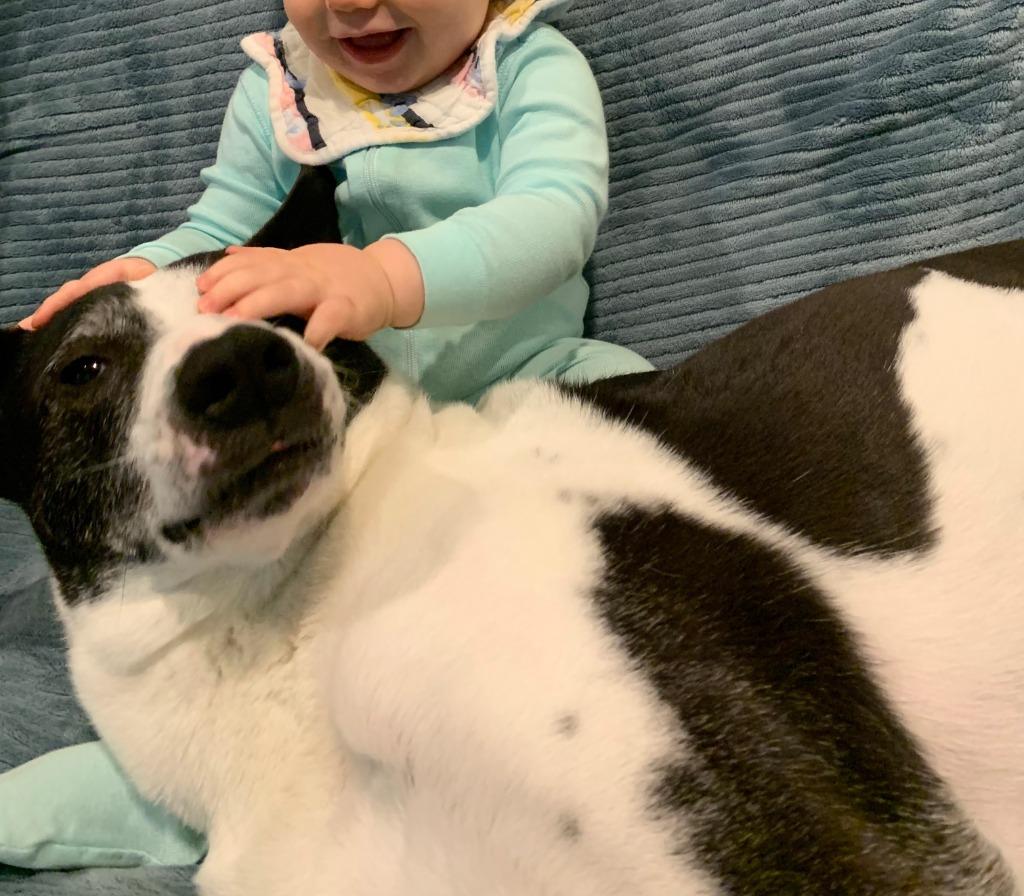 Shinzo, Adoptable, Senior Male Australian Cattle Dog / Blue Heeler & Border Collie.