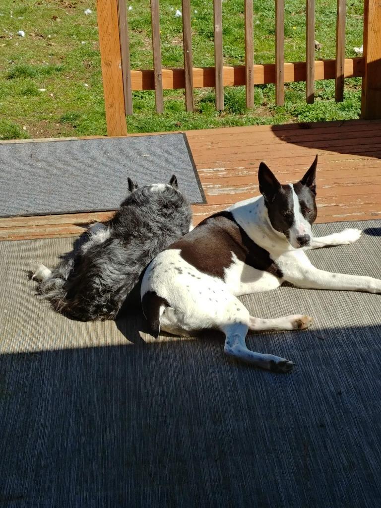 Shinzo — thumbnail 2